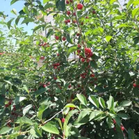 باغ-سردرختی