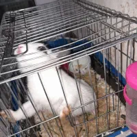 خرگوش چشم اشکی نصف قیمت