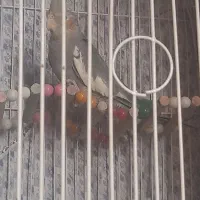 عروس هلندی|پرنده|ری, علایین|دیوار