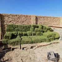 علف اسبس|خدمات باغبانی و درختکاری|میبد, |دیوار