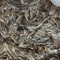 تخمه آفتاب گردان|خوردنی و آشامیدنی|پیرانشهر, |دیوار