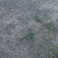 کارگر جهت مرغداری تخم گذار