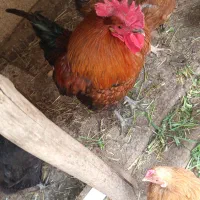 خروس محلی اصل