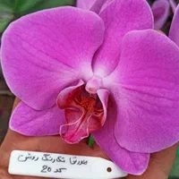 نشا ارکیده فالانوپسیس کشت بافت|گل و گیاه طبیعی|تهران, شهرک چیتگر|دیوار