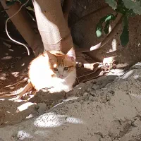 واگذاری گربه خانگی|گربه|مراغه, |دیوار