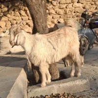 کهره