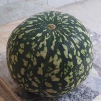 فروش هندوانه دیم