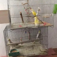 یک جفت عروس هلندی