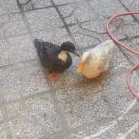 دو عدد اردک فروشی|حیوانات مزرعه|قائن, |دیوار