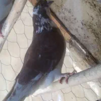 کبوتر|پرنده|ایجرود, |دیوار