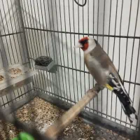 معاوضه با قناری جفتی خوب ی پرنده که بکارم بیا دارم