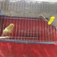 قناری طلائی رسمی سوپر مست مست