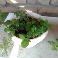 گل یخ|گل و گیاه طبیعی|مشهد, سرافرازان|دیوار