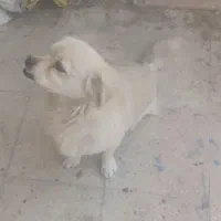 سگ پاکوتا|سگ|محمدیه-قزوین, |دیوار