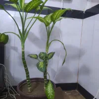 وسایل خانه|حراج|روانسر, |دیوار