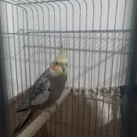 عروس هلندی|پرنده|پاکدشت, حصار امیر|دیوار