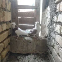 کبوتر طوقی ودوکتی|پرنده|باغ بهادران, |دیوار