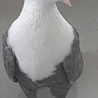 کبوتر نرو ماده