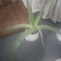 گل طبیعی آلوورا