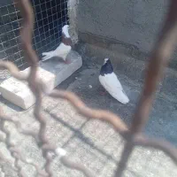 نرماده توقی ودم سفید