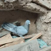 کفتر اصفهانی ماده