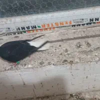 طوقی|حیوانات|همدان, |دیوار