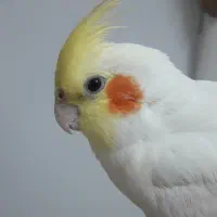 عروس هلندی پیدا شده در مشهد|حیوانات|مشهد, تربیت (صدف)|دیوار