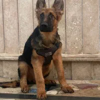 توله ژرمن|سگ|چالوس, |دیوار