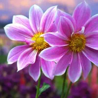 نیازمند  رحم اجاره‌ای هستم