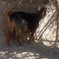 بز با کهره نر بزرگ|حیوانات مزرعه|سعدآباد, |دیوار