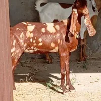 گیسه بزدوقلوزا|حیوانات مزرعه|جیرفت, |دیوار