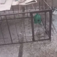 قفس کبوتر ومرغ