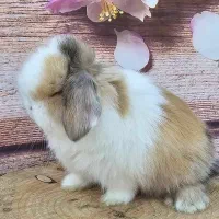 خرگوش لوپ مینی لهستانی