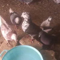 کفتر یا کبوتر|پرنده|ملایر, |دیوار