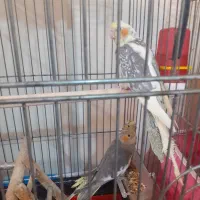 عروس هلندی|پرنده|ابریشم, |دیوار