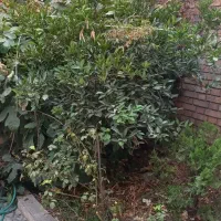 خوابگاه دخترانه لاله سهروردی|اجارهٔ کوتاه‌مدت آپارتمان و سوئیت|تهران, سهروردی|دیوار