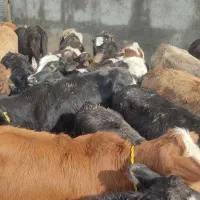 گوساله ماده چاق|حیوانات مزرعه|کوهدشت, |دیوار