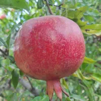 انار درجه ۱ ملس