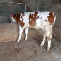 فروش گوساله نرسیمینتال عطیقه پرواری|حیوانات مزرعه|تهران, آبشار|دیوار