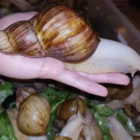 حلزون اچاتینا|خزنده|تهران, فلاح|دیوار