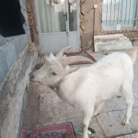 بز غاله نر سانن