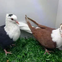 سرسفید دمسفید|پرنده|رفسنجان, |دیوار