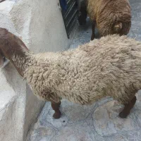 بره