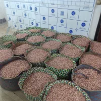 بادام،کره بادام،آجیل و خشکبار، برنج|عمدهفروشی|آستانه اشرفیه, |دیوار