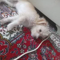 فروشی|سگ|مهدی شهر, |دیوار