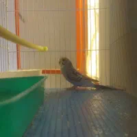 مرغ عشق فروشی