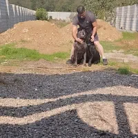 کن کورسو ماده ۱۴ماهه باسابقه یکبار زایمان سالم|سگ|کومله, |دیوار