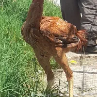 خروس لاری اصل افغان