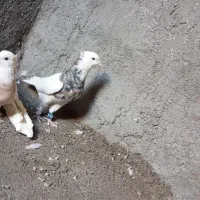 همه با هم|پرنده|دهدشت, |دیوار