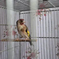 سهره بخون